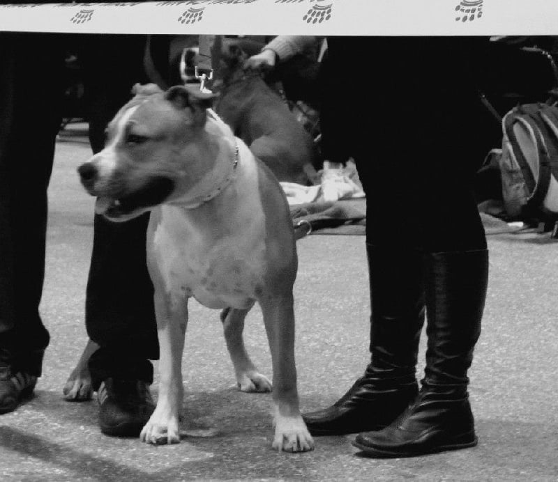 Hector of Mont Mesly Squad