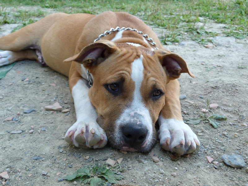 Hector of Mont Mesly Squad