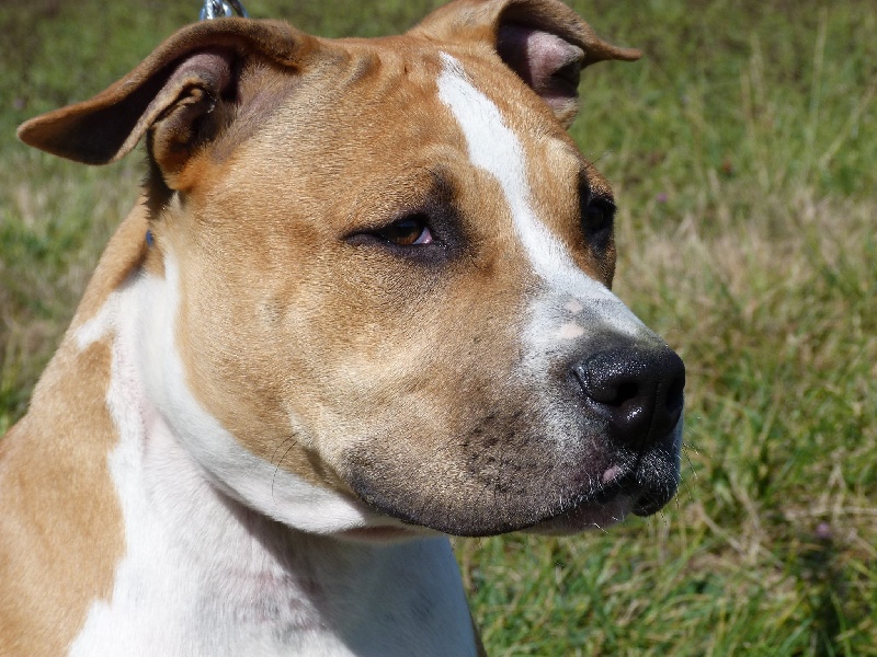 Hector of Mont Mesly Squad