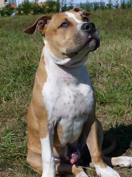 Hector of Mont Mesly Squad