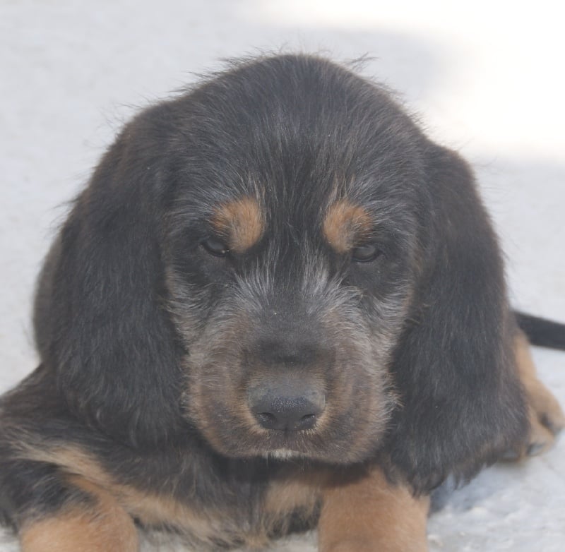 Publication : du roc d'Eden Auteur : Sylvie Hebert