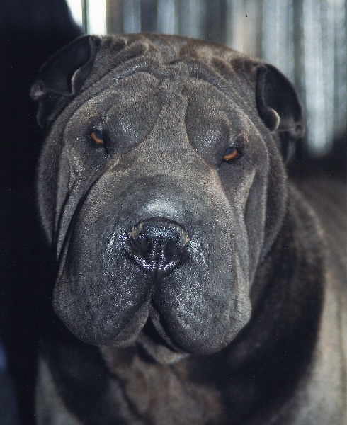 Publication : du roc d'Eden Auteur : Studio O. D'Auria