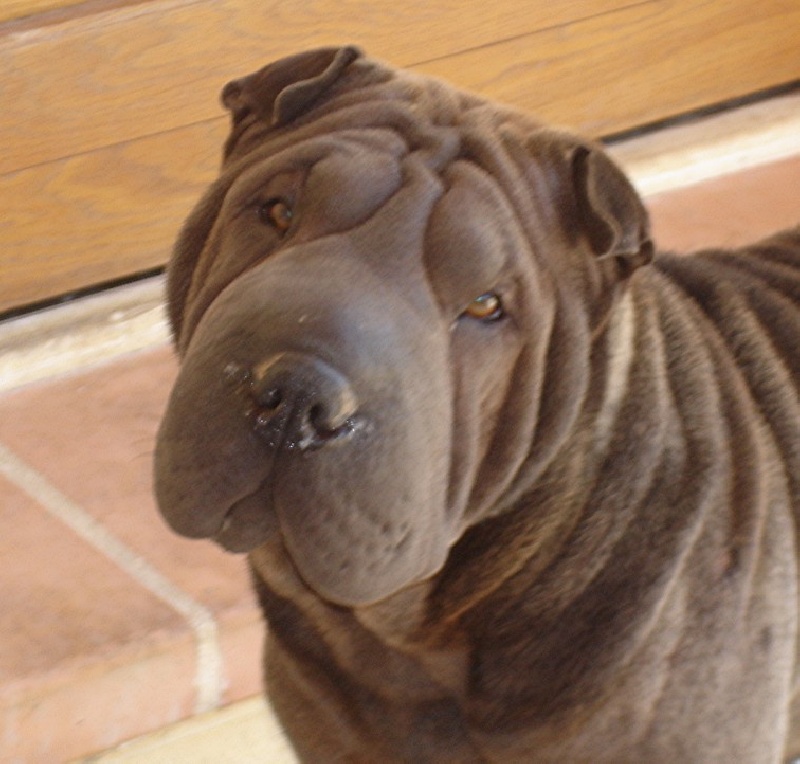 Publication : du roc d'Eden Auteur : Studio O. D'Auria