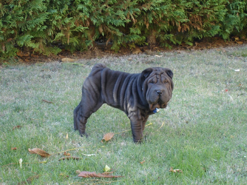 Publication : du roc d'Eden Auteur : Studio O. D'Auria