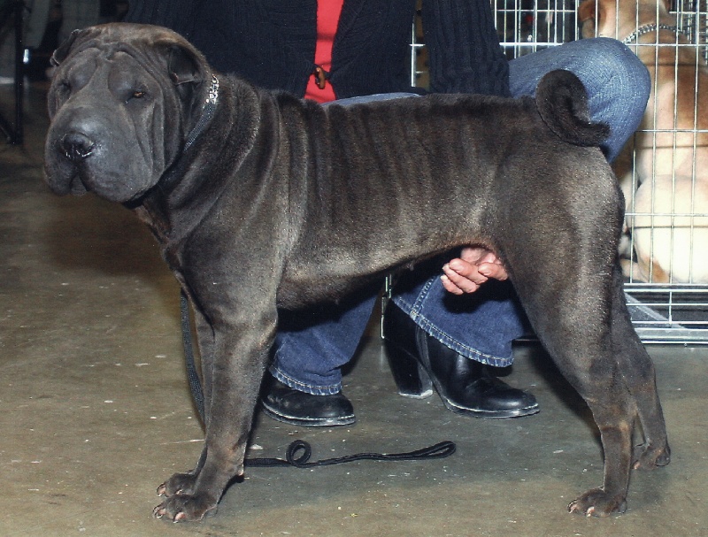 Publication : du roc d'Eden Auteur : Studio O. D'Auria