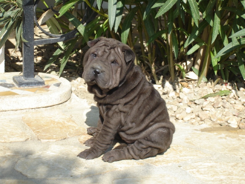 Publication : du roc d'Eden Auteur : Studio O. D'Auria