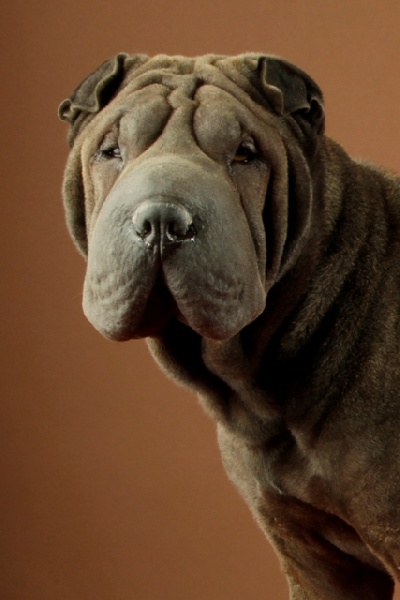 Publication : du roc d'Eden Auteur : Studio O. D'Auria