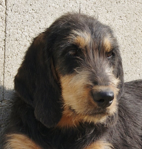 Publication : du roc d'Eden Auteur : Sylvie Hebert