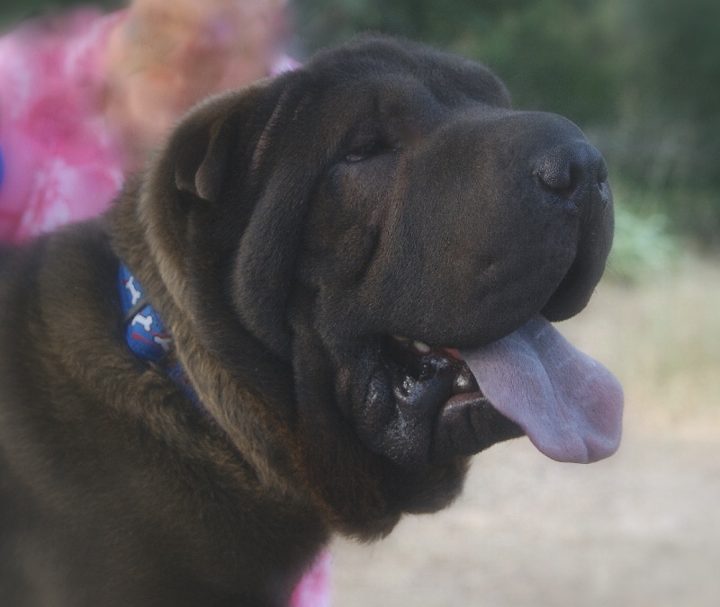 Publication : du roc d'Eden Auteur : Studio O. D'Auria