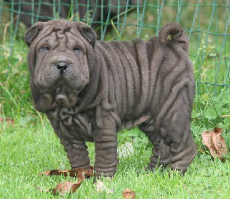 Publication : du roc d'Eden Auteur : Studio O. D'Auria