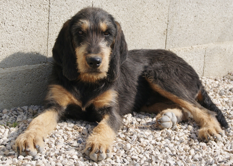 Publication : du roc d'Eden Auteur : Sylvie Hebert