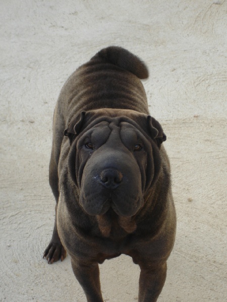 Publication : du roc d'Eden Auteur : Studio O. D'Auria