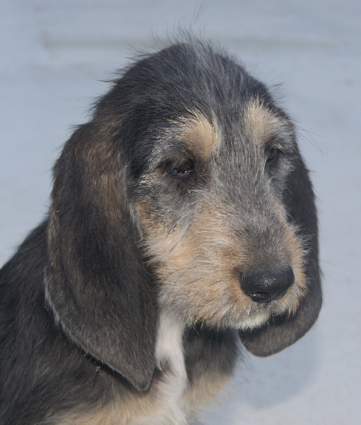 Publication : du roc d'Eden Auteur : Sylvie Hebert