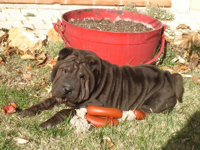 Publication : du roc d'Eden Auteur : Studio O. D'Auria