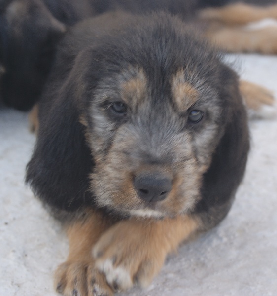 Publication : du roc d'Eden Auteur : Sylvie Hebert