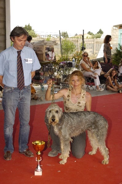 Djipsy du roc d'Eden - 1ére Excellente - CACS - MEILLEURE DE RACE - Meilleur chien du 6è groupe (BOG)