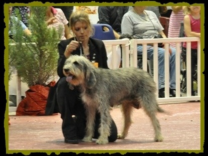 Djipsy du roc d'Eden - 1ère Excellente - CACS - Meilleur de race.