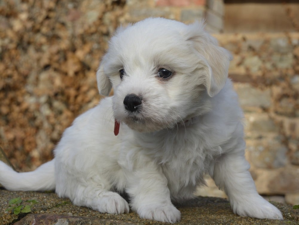 Coton de Tulear - de la Forêt du Kranou