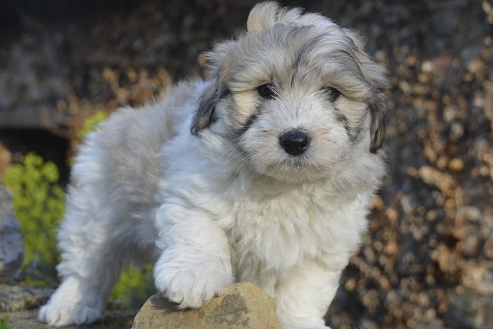 Coton de Tulear - de la Forêt du Kranou
