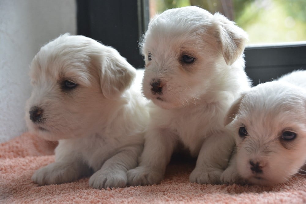 Coton de Tulear - de la Forêt du Kranou