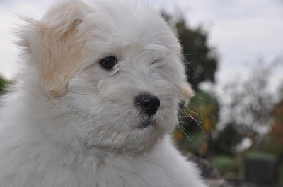 Les chiots de Coton de Tulear