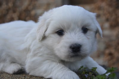Les chiots de Coton de Tulear