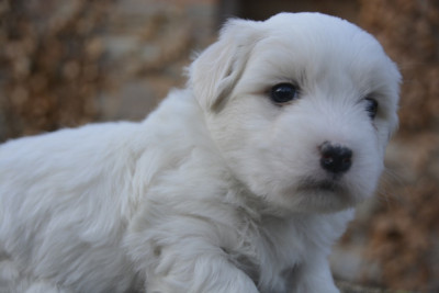 Les chiots de Coton de Tulear