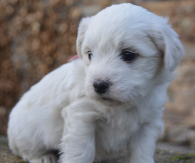 Les chiots de Coton de Tulear