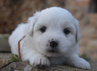 Les chiots de Coton de Tulear