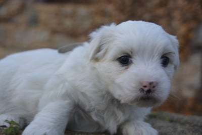 Les chiots de Coton de Tulear