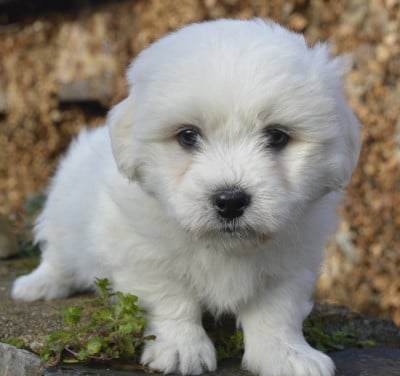 Les chiots de Coton de Tulear