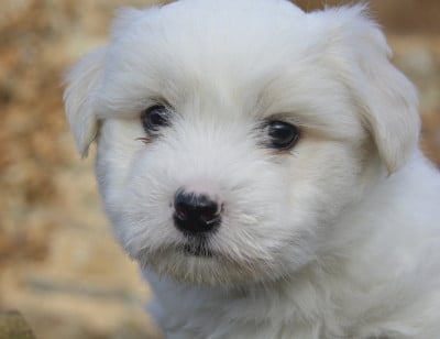 Les chiots de Coton de Tulear