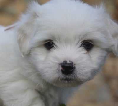 Les chiots de Coton de Tulear