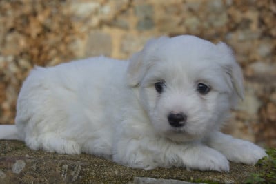 Les chiots de Coton de Tulear