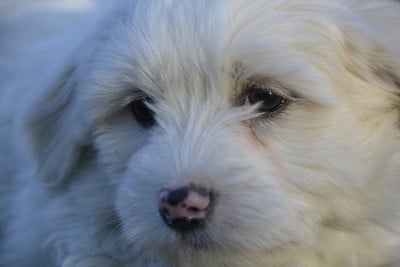 Les chiots de Coton de Tulear