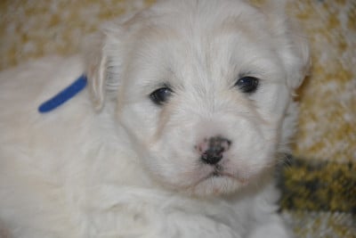 Les chiots de Coton de Tulear