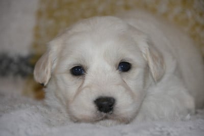 Les chiots de Coton de Tulear