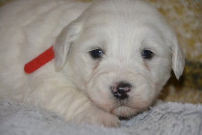 Les chiots de Coton de Tulear