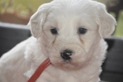 Les chiots de Coton de Tulear