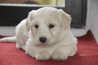 Les chiots de Coton de Tulear
