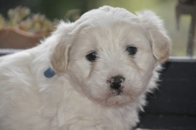 Les chiots de Coton de Tulear