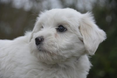 Les chiots de Coton de Tulear