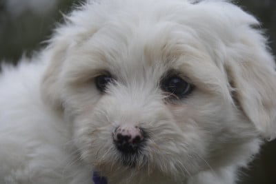 Les chiots de Coton de Tulear