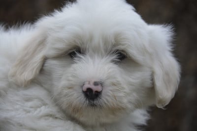 Les chiots de Coton de Tulear