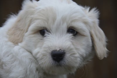 Les chiots de Coton de Tulear