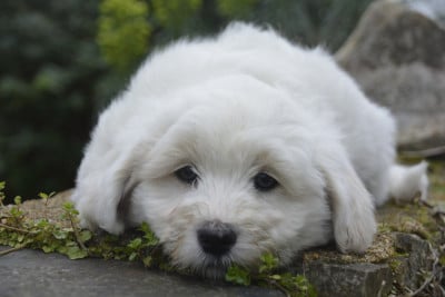 Les chiots de Coton de Tulear