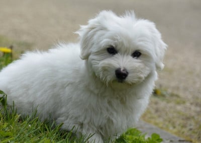 Les chiots de Coton de Tulear