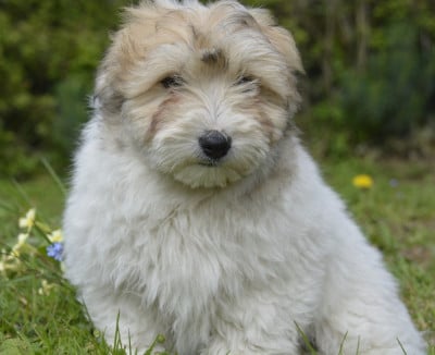 Les chiots de Coton de Tulear