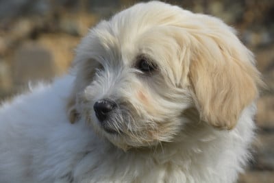 Les chiots de Coton de Tulear