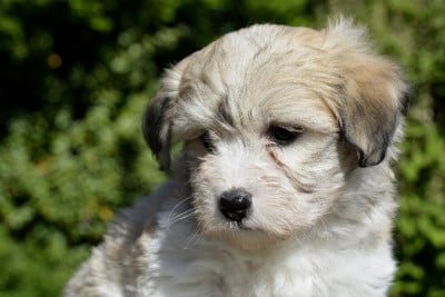 Les chiots de Coton de Tulear